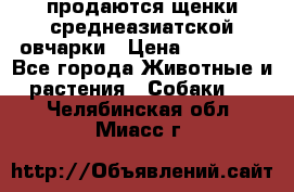 продаются щенки среднеазиатской овчарки › Цена ­ 30 000 - Все города Животные и растения » Собаки   . Челябинская обл.,Миасс г.